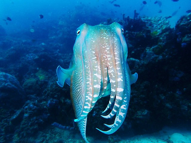 1-dive53-broadclub-cuttlefish.jpg