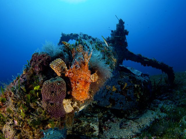 Diving-Sardinia-Palau-IX..jpg