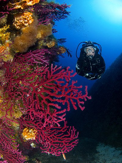 Diving-Sardinia-Palau-VIII..jpg