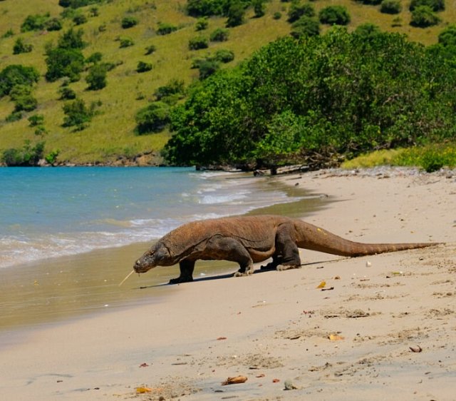 Komodo-9.jpg
