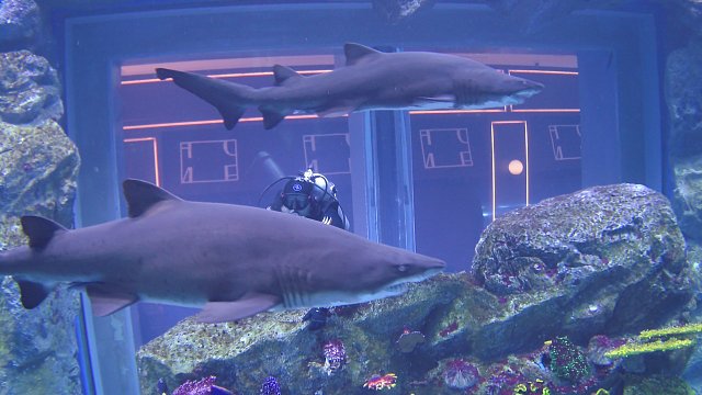 2024 - DEEP DIVE DUBAI 60 m +  AQUARIUM se žraloky &...