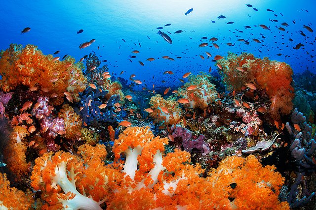 Tatawa-Besar-oranzove-koraly.jpg