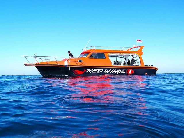 redwhale-speedboat-in-action-komodo-dive-center-1.jpg